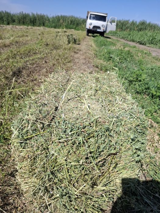 Продам люцерну (жоңышқа)сатылады