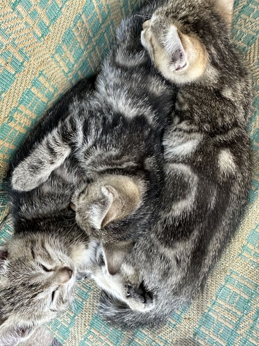 Отдам котят в добрые руки
