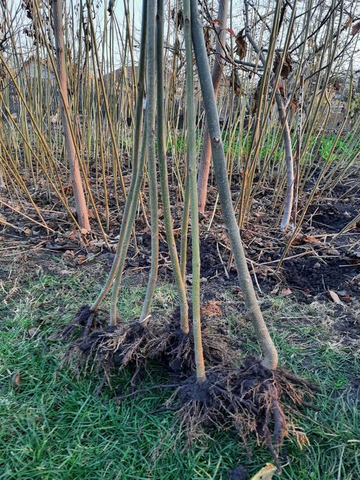 Paulownia la ghiveci