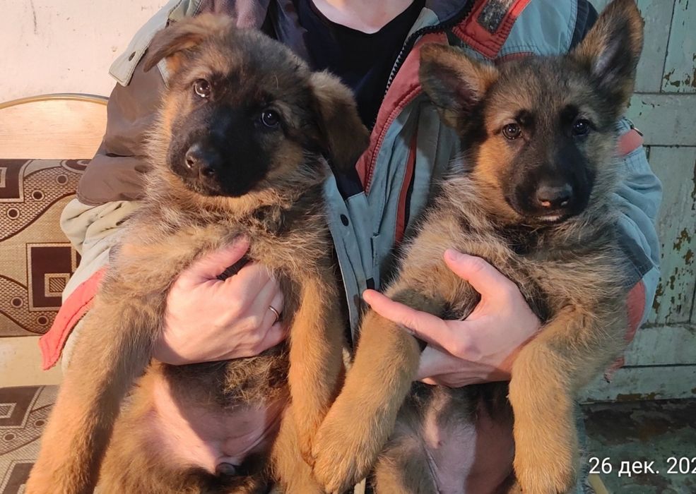 Щенки немецкой овчарки