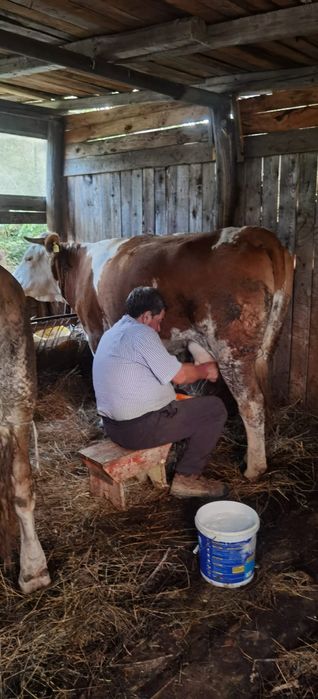 Vaca bălțat românească