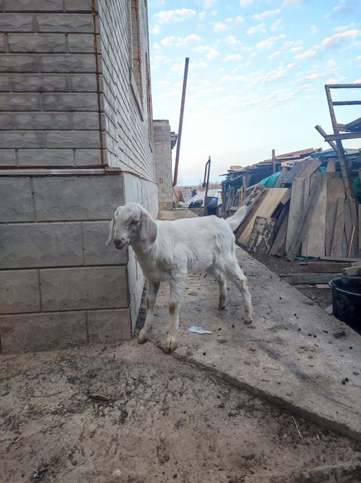 Сұтті ешкі дақтары сатылады еркек лақтар