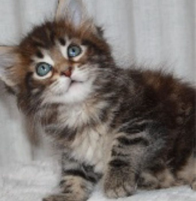 Maine Coon puiuț superb