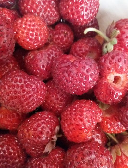 Продам рассаду клубники