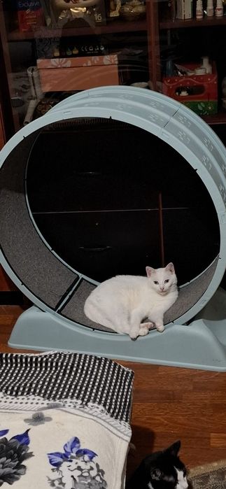 Motan bland de adoptat