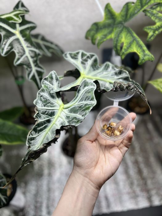 Алоказия Локо (клубни)