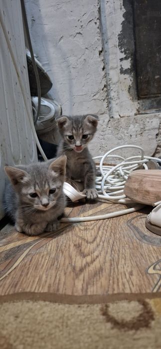 Скотиш страйт и фолд
