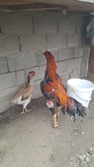 Яйца даканиные хороших кровей