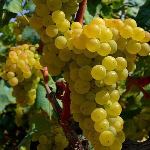 Продавам грозде Мускат Отонел
