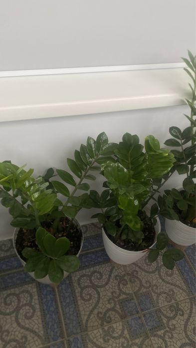 Продам цветок Замиокулькас, 1м