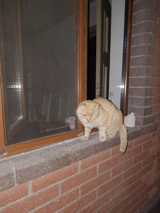 Продам рыжего кота, скоттиш фолд