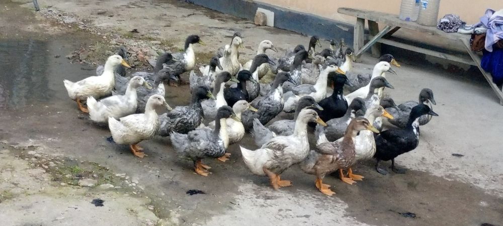 O‘RDAK SOTILADI

Uy sharoitida yaxshi pa