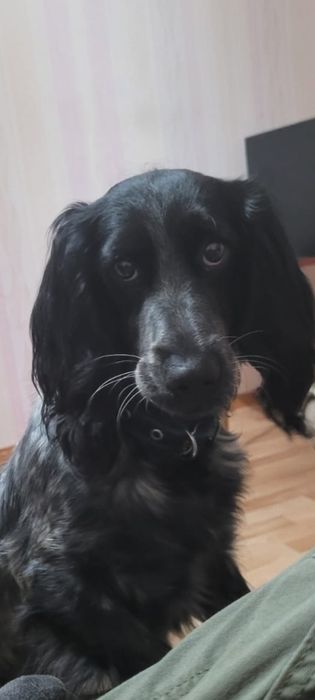 Пропала собачуля спаниелька девочка просим вернуть за вознаграждение