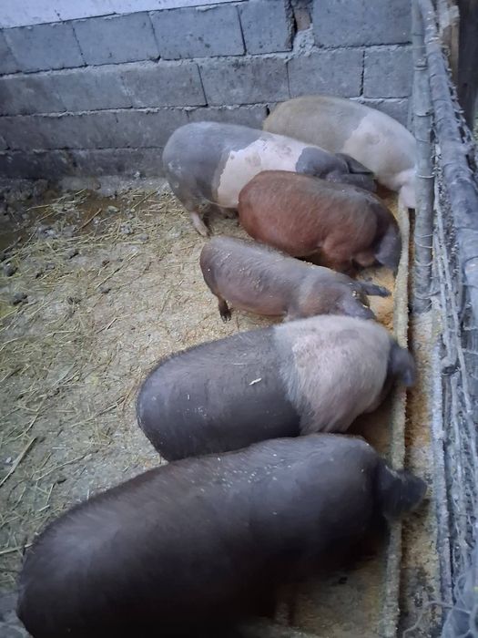 Vind sau schimb  cu animale căruță bună și ham