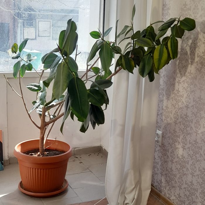 Продавам голям фикус