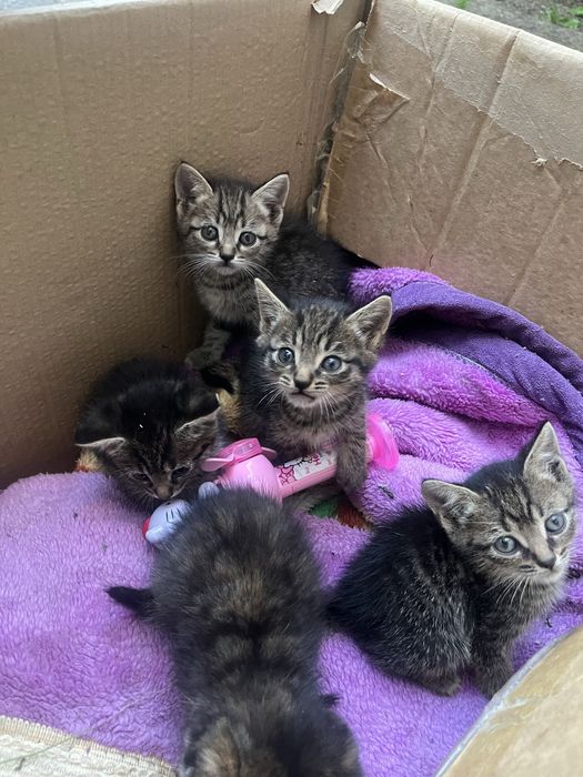 Котята бесплатно