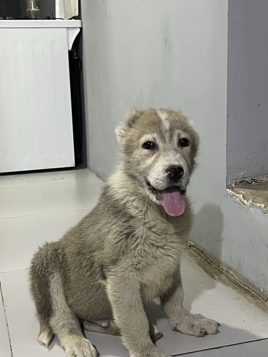 Продам алабай щенок мальчик 3месец
