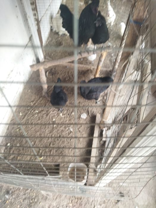 Ухайли тухуми(яйцо) сотилади.