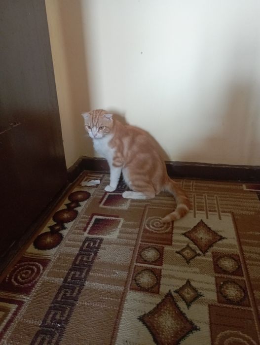 Assalomu alaykum mushuk sotiladi skoch fold toza zot erkak 1,5yosh
