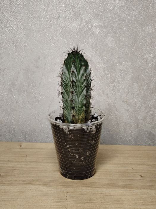 Кактус полаския чичипе