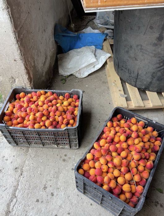 Caise de tuica sau palinca