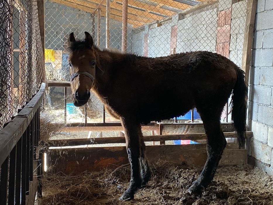 Прооодам Лошадь: