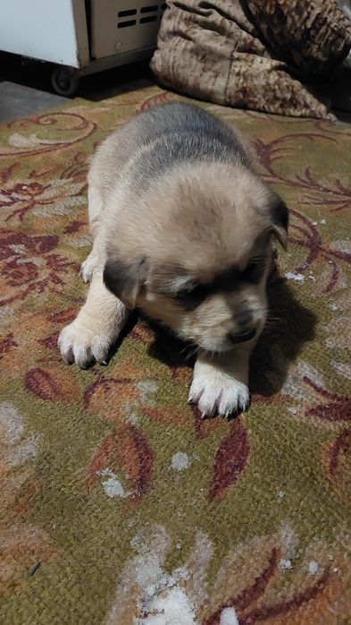 Отдам щенят мальчик и девочка лайки