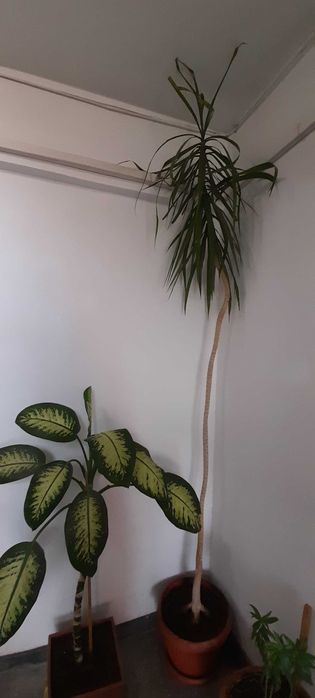 Floare de interior DIEFFENBACHIA