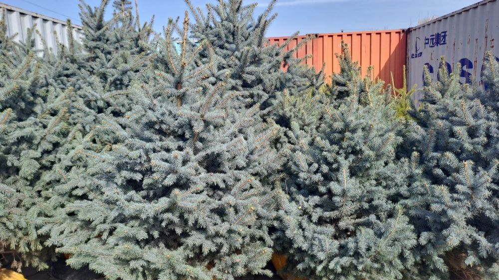 Сосна ель берёза тополь