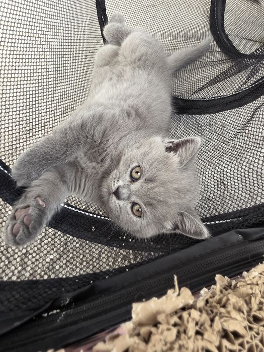 Британски котенца