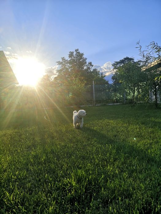 Cazare catei / Pensiune canina/Hotel