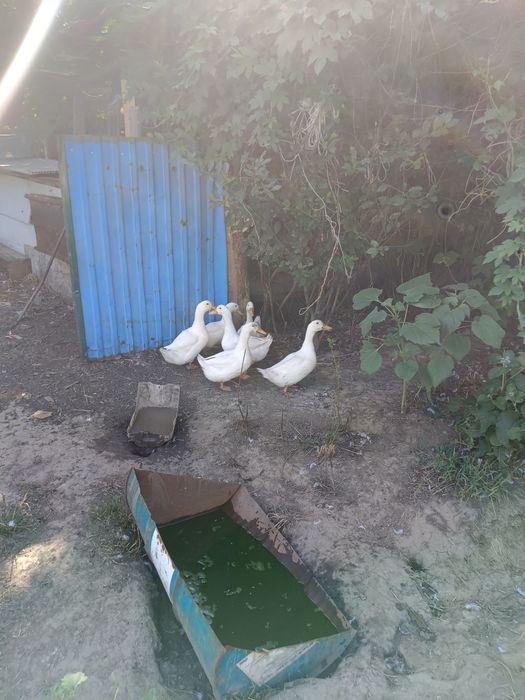Продам молодых уток