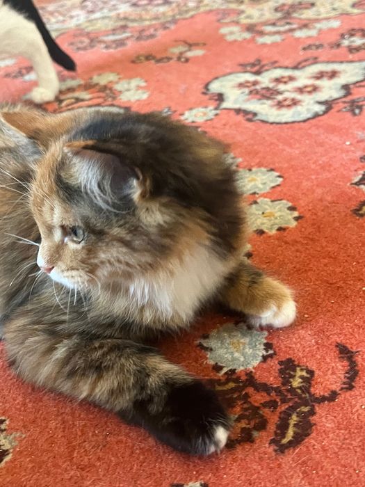 5 месячный котенок ищет дом