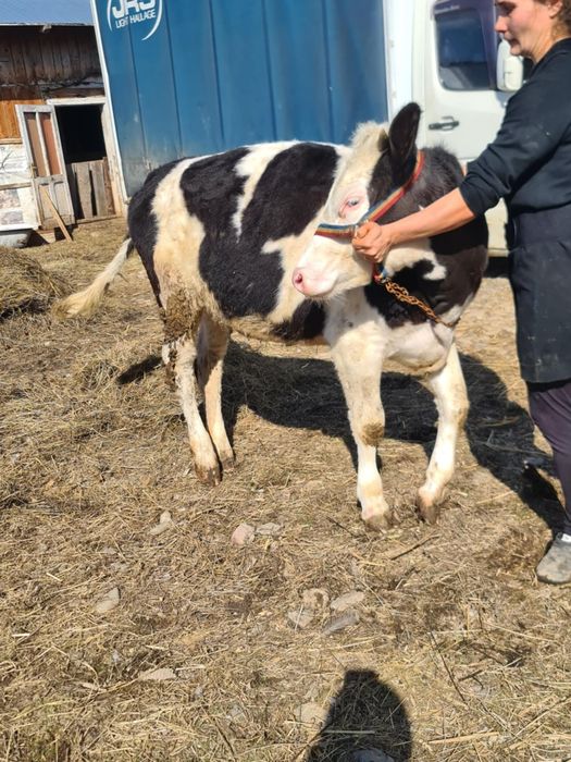 Vând vitele una de 8 luni , una de 10 luni