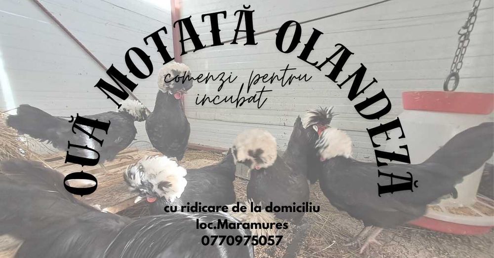 motata olandeza negru