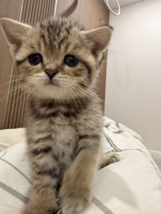 Котенок ищет дом