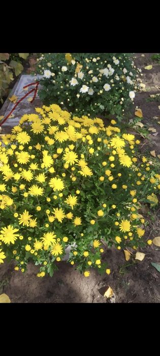 Продам колеусы/мультифлора