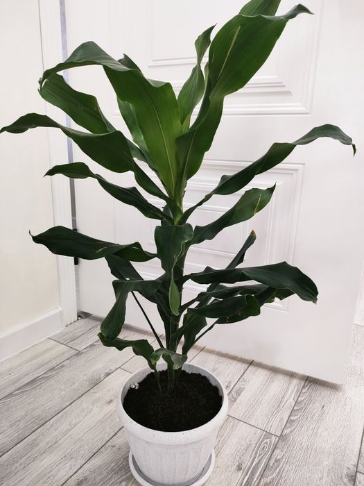 Растения на продажу. Доставка