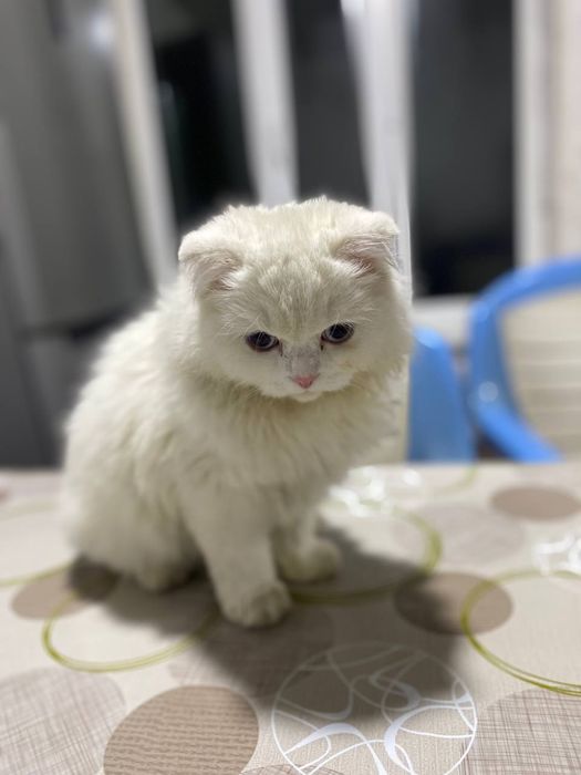 Smolenskda bir yoki ikki marta jinsiy aloqa