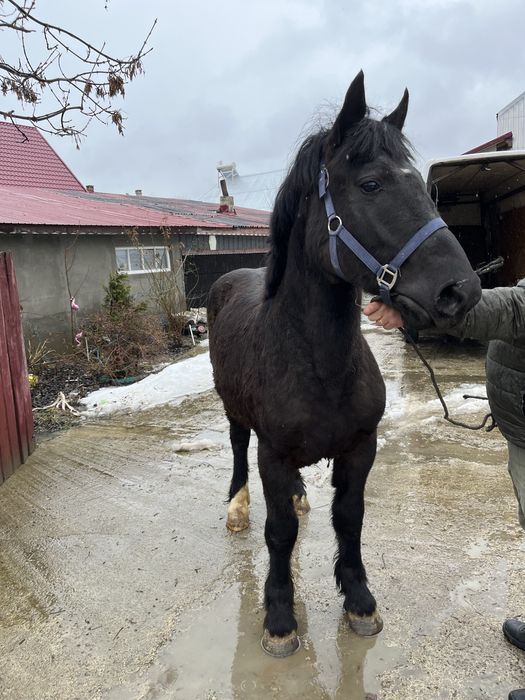 De vanzare manz foarte bland