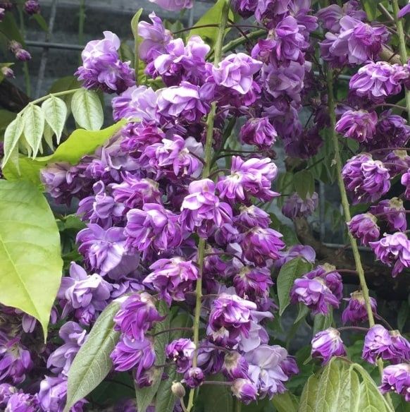 Глициния из Италии, Glitsiniya Italiyadan keltirilgan