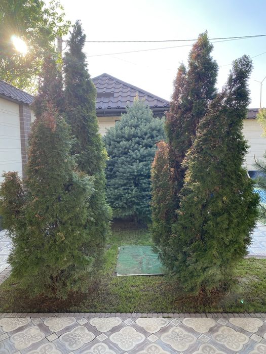 Туя Туи Туй Туиа