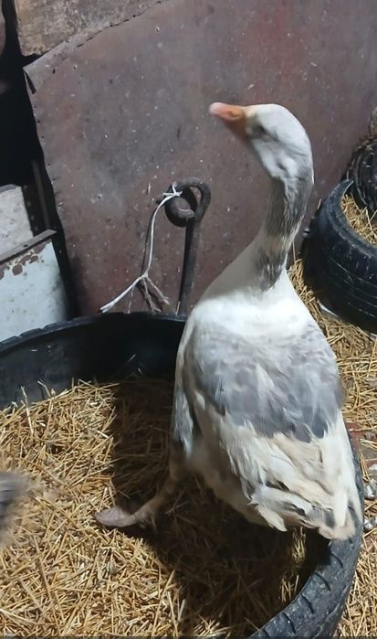 Продам гусака, гусак