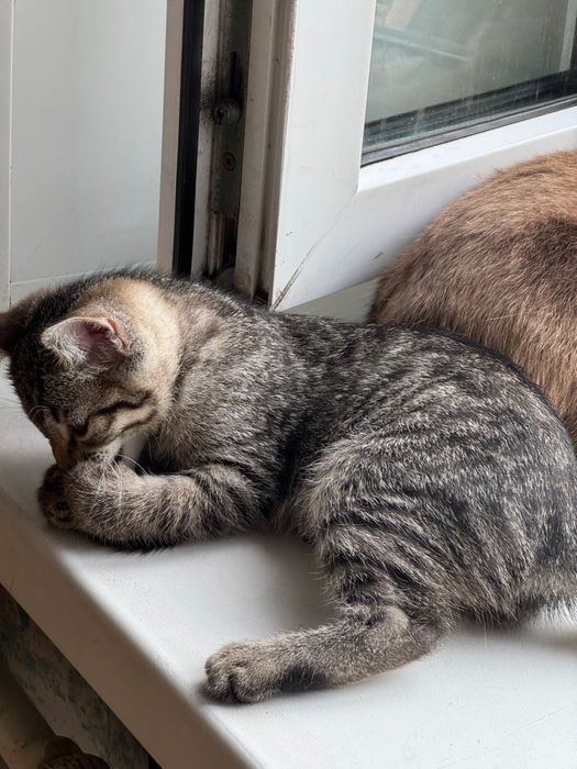 Отдам бесплатно котят девочки