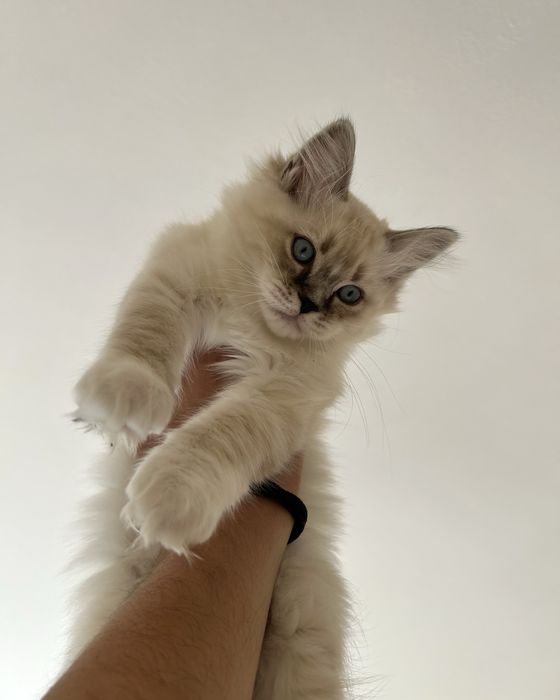 Котенца Регдол/Ragdoll