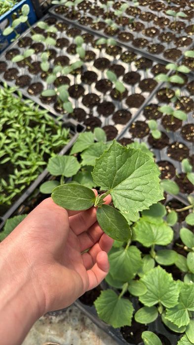 Разсади: Домат , Краставица , Пипер, тиквичка и патладжан