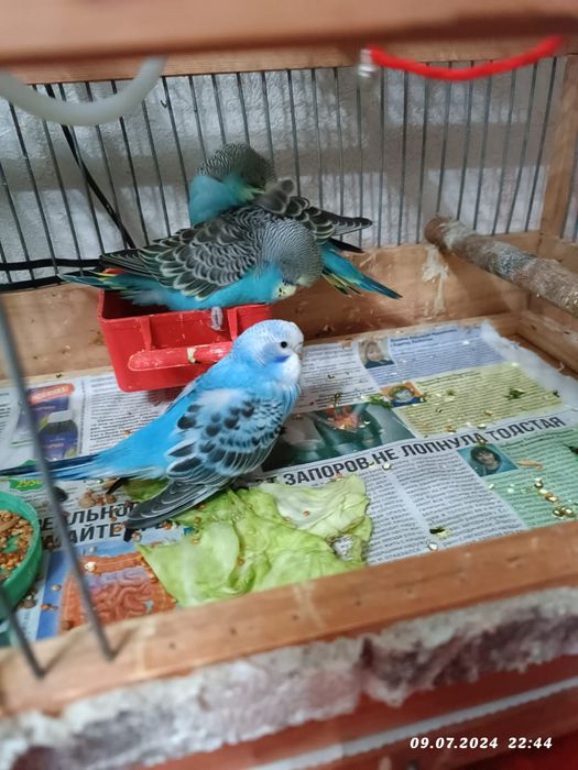 Волнистые молодые забавные