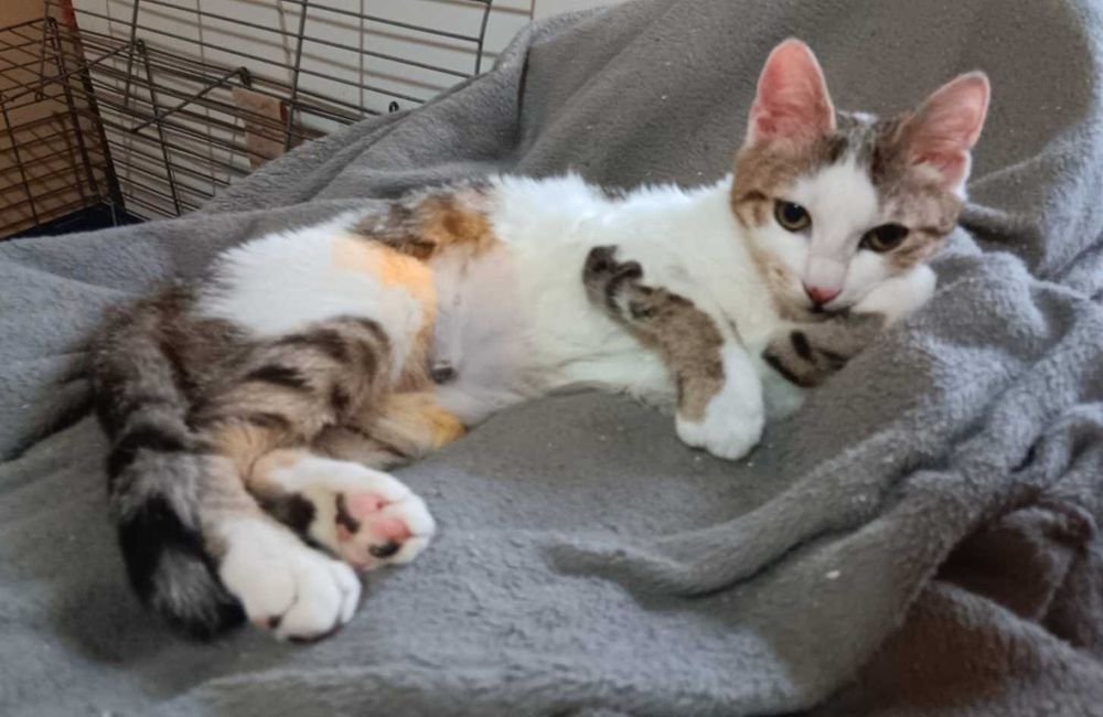 Adoptie pui de pisica Esma