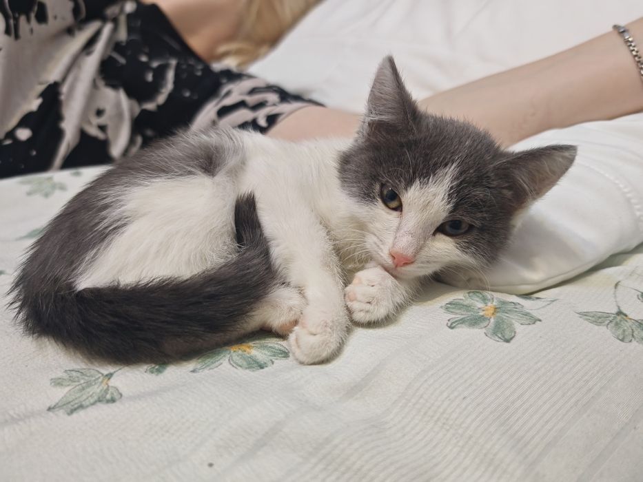 Котёнок в добрые руки