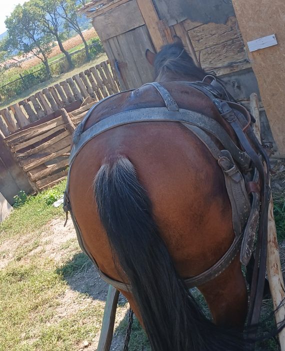 De vânzare un mânz armăsar, în vârstă de 1 an și 7 luni